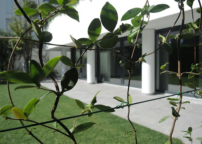 Fiore Rosa By Fewotessin أسكونا