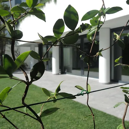 Fiore Rosa By Fewotessin Ascona